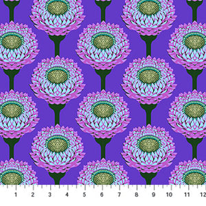 Iconic Periwinkle Strawflower - Anna Maria