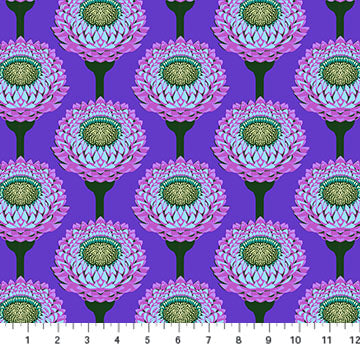 Iconic Periwinkle Strawflower - Anna Maria