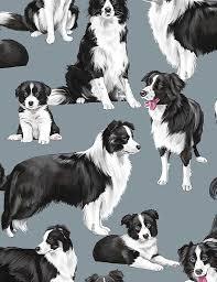 Border Collies