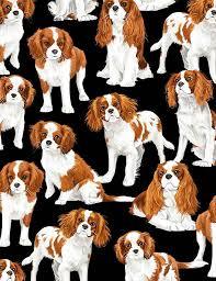 Cavalier King Charles Spaniels