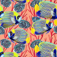 Coral Waters Emperor Angelfish