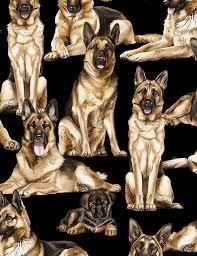 German Shepards