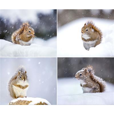 The Secret Life of SquirrelsII - Digital FQ Panel #206