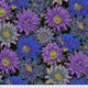 Cactus Flower - Black - Classics - Kaffe Fassett Collective