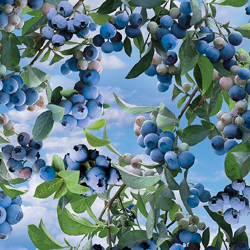 Blueberry Bush Sky Blue
