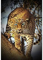 Call of the Wild-Leopard Panel
