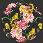 Charlotte Carolina Wren Dusk  by Bari J for AGF