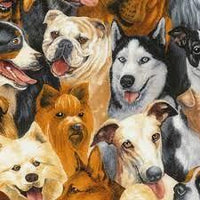 Dogs Dogs Dogs