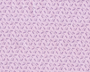 Plum Garden-BerryJam Plum
