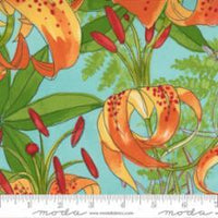 Carolina Lilies-Large Flower -Aqua