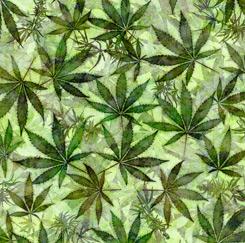 Happy Harvest-Cannabis Light Green