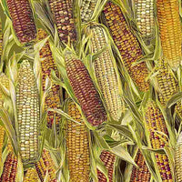 Harvest-Corn Stock