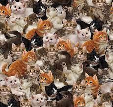 Literary Kitties-Cats