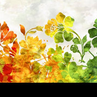 Sunshine- Sunshine Border - Sunshine Border