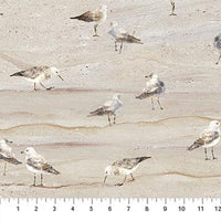 Gulls on Sand Swept away  Gulls