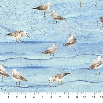 Gulls on Sand  Gulls